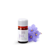 Absoluto de VIOLETA