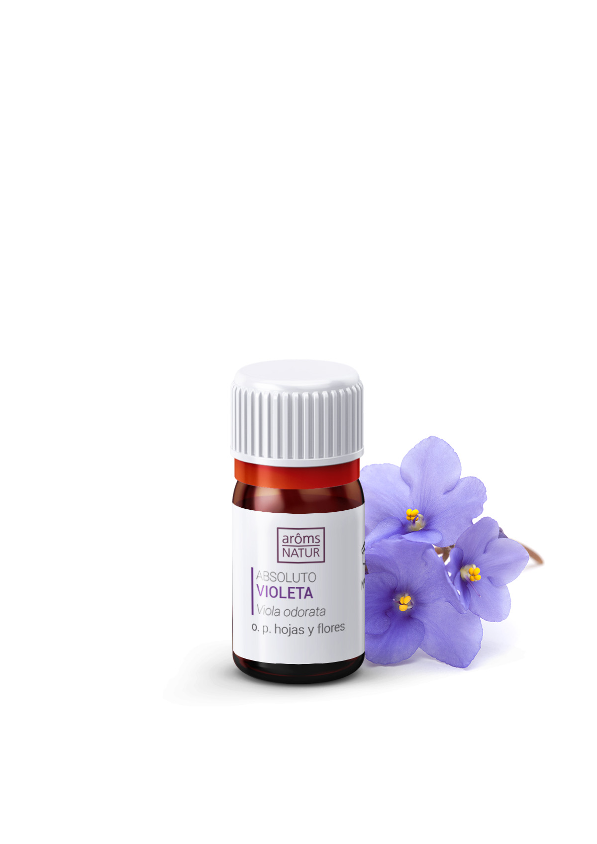 Absoluto de VIOLETA